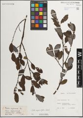 Foto von Salix myrsinifolia Salisb.